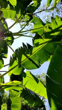 Beautiful green leaves from a patio or the garden.Unas hermosas hojas verdes de un patio o en el jard&iacute;n.
(27).