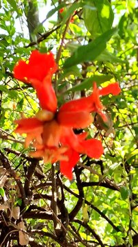 Portrait of a beautiful orange flower from a plant blooming in the garden in spring.Retrato de una bella flor de color naranja de una planta que florece en el jard&iacute;n en primavera.(29)