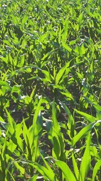 Young Green Corn Plants Swaying in Wind on Sunny Summer Day