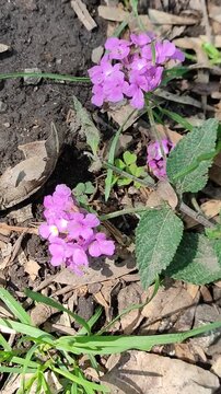 a cluster of purple flowers blooming in the spring garden.Un conjunto de flores moradas que florecen en el jard&iacute;n de primavera.(32).