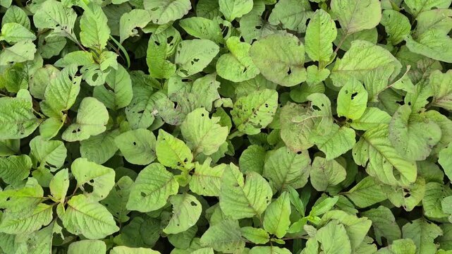 Green Amaranth Leaves Insect Pest Damage Field Agronomy Close Up Shot