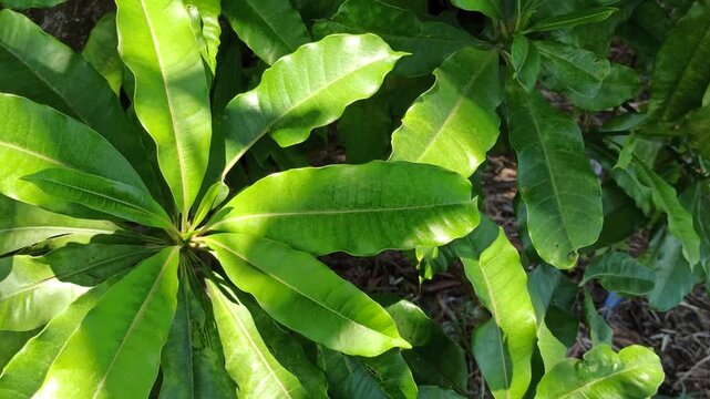 Lush green leaves of Cerbera manghas, a tropical evergreen tree commonly found in coastal habitats and lowland environments. The foliage displays elongated, glossy leaves characteristic of this distin