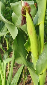 Close up of ripe corn cob growing in summer field