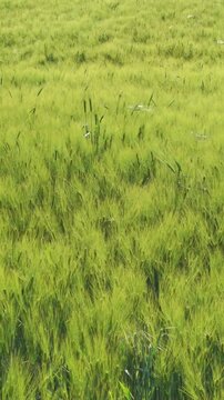 Green barley field waving in warm summer wind
