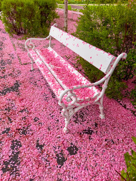 Sakura spring blossoms in park with benches and flowers on the ground