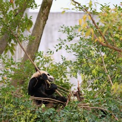panda feeling cautious when playing in bushes, panda hiding in the nature © ElizabethGo