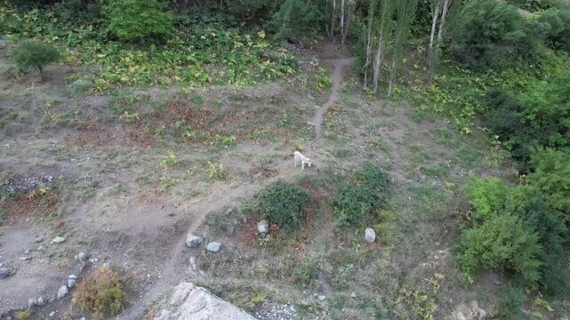 Ground-level Shem path crosses low plants and wildflowers on a mountain slope, a narrow trail through highland vegetation. Ideal for travel, tourism, and nature stock Iran Alborz mountains.