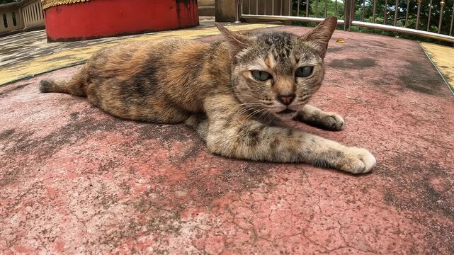 A stray cat can be found everywhere in Thailand. A stray cat is a domestic cat that has either been lost or abandoned by its owner, or has wandered away from home.