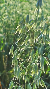 Green oat swaying in summer breeze
