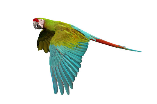 Colorful flying Military Macaw parrot isolated on transparent background.