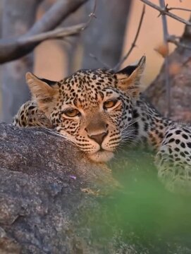 Beautiful young leopard rest mode