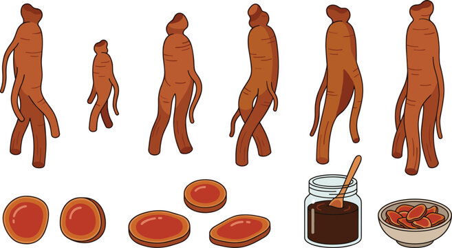 Red Ginseng Collection with Whole Ginseng Roots Sliced Ginseng Ginseng Extract and Herbal Medicine Vector Illustration Set