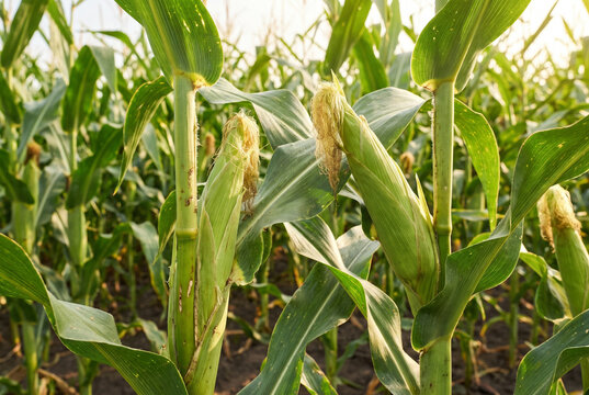 Corn maze adventures with close-up view of corn stalks in a field  