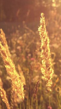 Golden wild grass glowing in warm sunset light close up