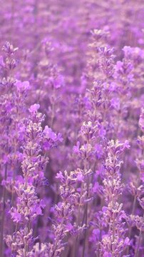 Blooming lavender flowers field swaying in summer breeze close up
