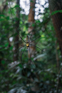 Giant golden orb weaver spider hanging on large web in tropical jungle forest