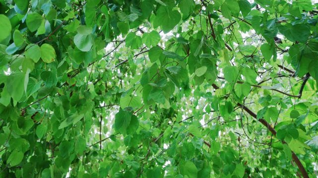 Slow motion looking up at green leaves blowing gently in the wind under bright sky.