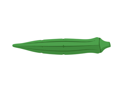 Fresh Green Okra Lady Finger Vegetable Vector Illustration Isolated on White