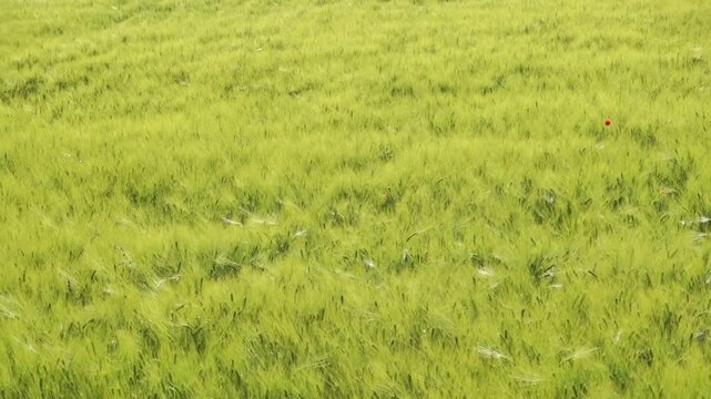 Camera panning across green barley field in summer