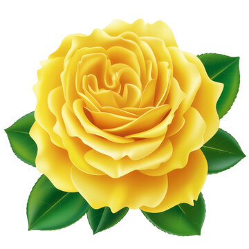 Beautiful golden yellow rose with green leaves and stems isolated on transparent background