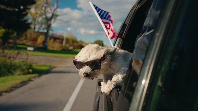 Dog Wearing Sunglasses Leans From Car Window With American Flag