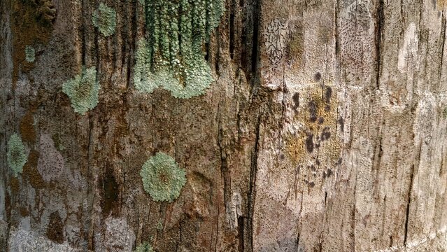 Natural texture of aged tree bark covered with round green lichen patches in daylight