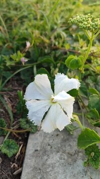 Delicate Convolvulaceae flower blooming with a graceful funnel-shaped corolla, surrounded by fresh green foliage, showcasing the natural beauty of tropical flowering vines.