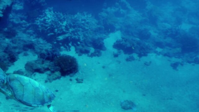 A turtle swims near a coral reef in the ocean. The water is clear, allowing a view of the sea floor and surrounding marine life. This scene shows the beauty of underwater nature.