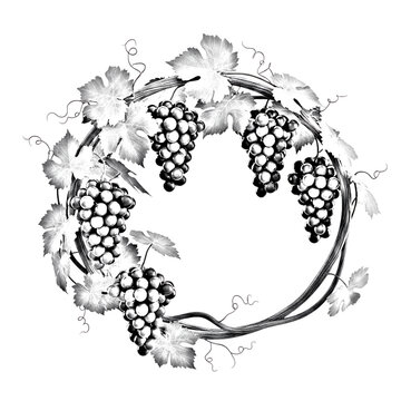 Elegant circular grape vine wreath line art illustration vintage botanical design fresh fruit harvest winery emblem transparent background