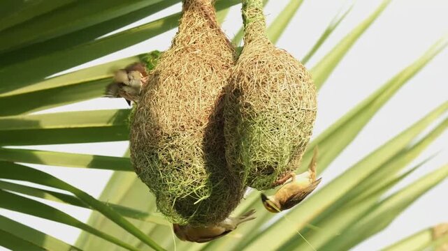 Two Baya Weavers Building Nest Entrances Side by Side