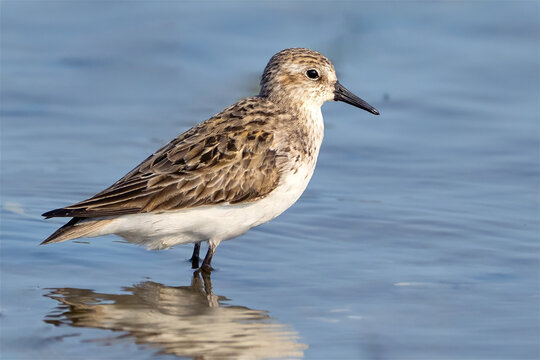 Semipalmated Sandpiper in the Marsh