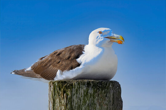Great Blacked-backed Gull Lying  on Piling