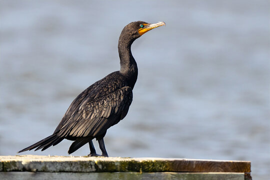 Double-crested Cormorant Standing on a Pier