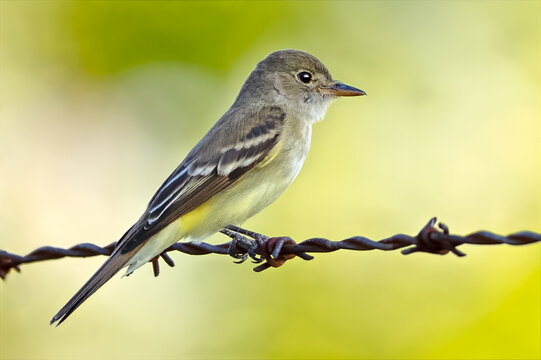 Willow Flycatcher Standing on a Barbed Wire Fence