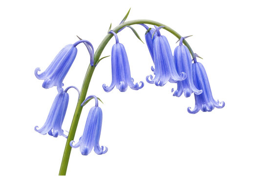 Elegant cluster of vibrant purpleblue common bluebell flowers with graceful green stems displaying natural spring beauty transparent background