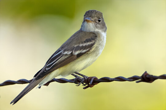 Willow Flycatcher Standing on a Barbed Wire Fence