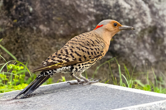 Male  Juvenile Northern Flicker Standing on a Rock