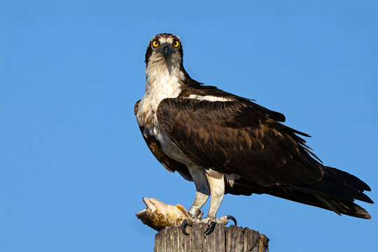 Osprey with a Large Fish