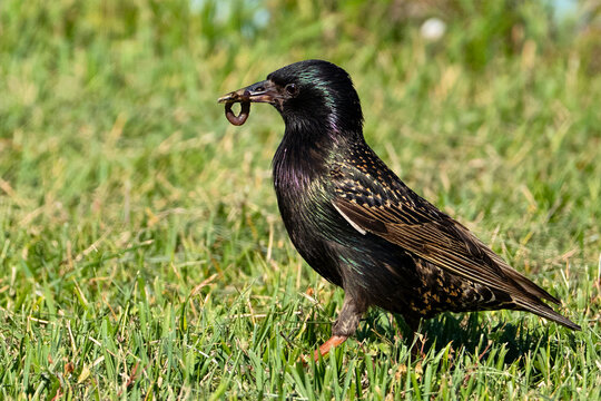 European Starling in the Grass Eating a Worm