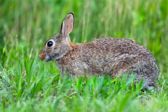 Eastern Cottontail Rabbit Running in the Grass