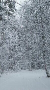 Skiing through snowy winter forest vertical video