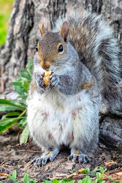 Eastern Gray Squirrel Eating a Peanut