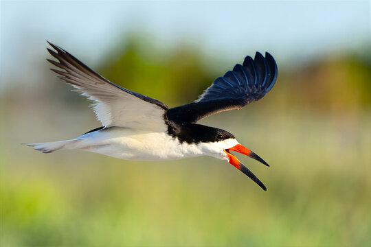 Black Skimmer in Flight Over the Water