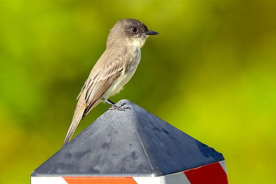Eastern Phoebe Standing on a Fence Post