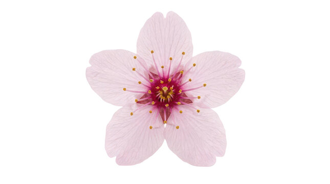 Single pink cherry blossom flower isolated on white background