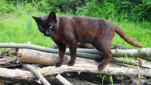 Black cat standing on fallen tree in forest