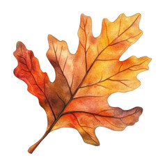 Fototapeta premium PNG Autumn oak leaf watercolor illustration on white background