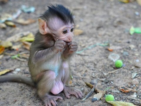 macaque mammal, wildlife