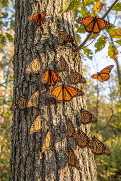 Monarch butterflies clustering on a tree trunk in autumn foliage  