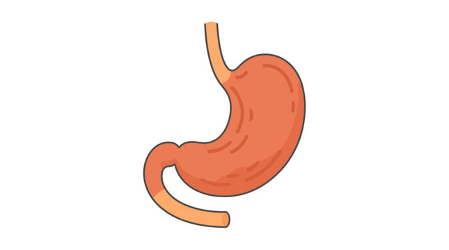 Simple flat vector illustration of human stomach anatomy icon on white background